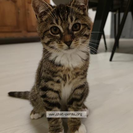 Foto 1/1 CHILI Chat perdido en Ailly sur noye