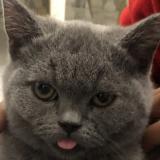 Foto del gato perdido en Grigny