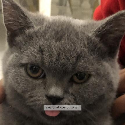 Foto 1/1 Gato encontrado Perdido en Grigny