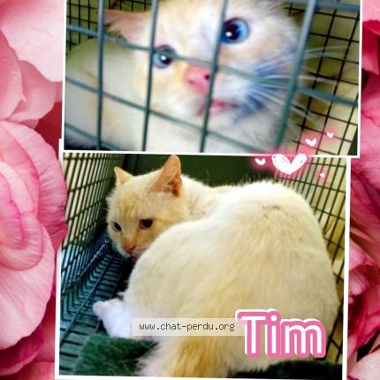 Foto 1/1 Tim Chat perdido en Haguenau