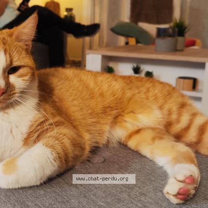 Foto 1/1 Hermès Chat perdido en Saint pavace