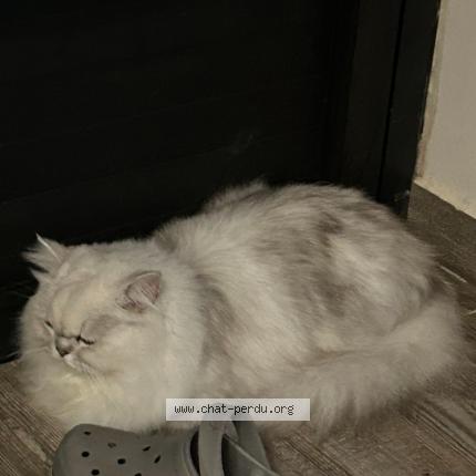 Foto 1/1 Kinder Chat perdido en Sainte clotilde