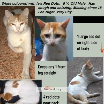 Foto 1/1 White Chat perdido en Mumbai