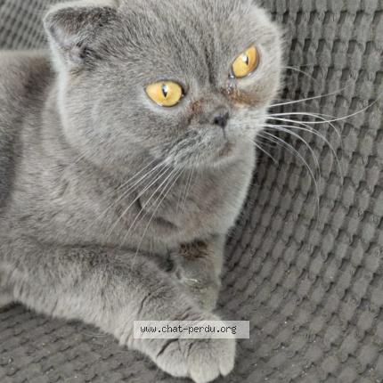 Foto 1/1 Gato encontrado Perdido en Aeroport cdg terminale3