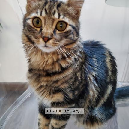 Foto 1/1 Gato encontrado Perdido en Marseille