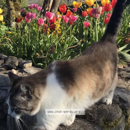 Foto 1/1 Puce Chat perdido en Arbusigny