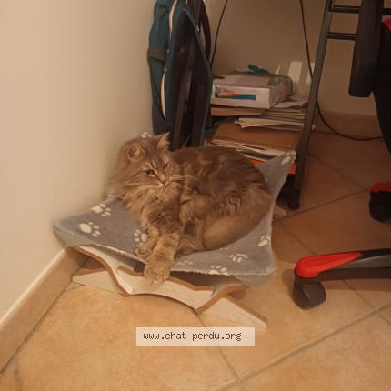 Foto 1/1 Happy Chat perdido en Hardivillers
