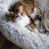 Foto del gato perdido en Plan D Aups