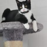 Foto del gato perdido en Saint Michel Sur Orge