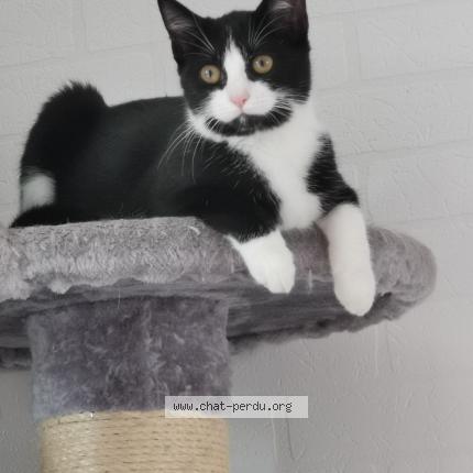 Foto 1/1 Mindy Chat perdido en Saint michel sur orge