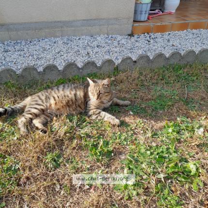 Foto 1/1 Leon Chat perdido en Aiffres