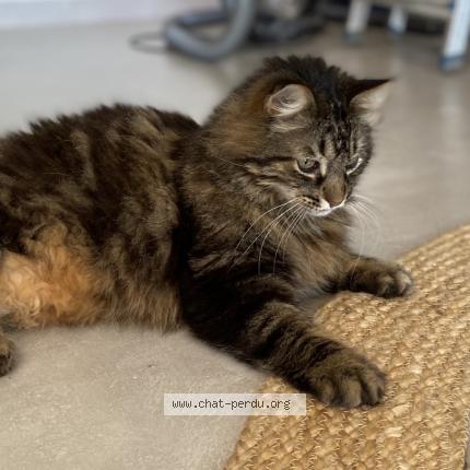Foto 1/2 Django Chat perdido en Campsas