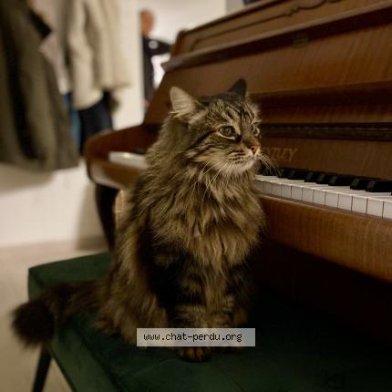 Foto 2/2 Django Chat perdido en Campsas