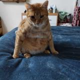 Foto del gato perdido en Cheu