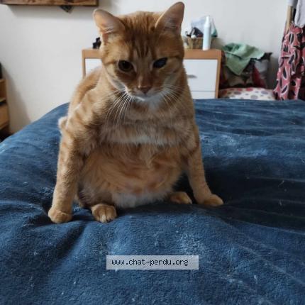 Foto 1/1 Nougat Chat perdido en Cheu