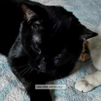 Foto 1/1 Mika Chat perdido en Meurchin