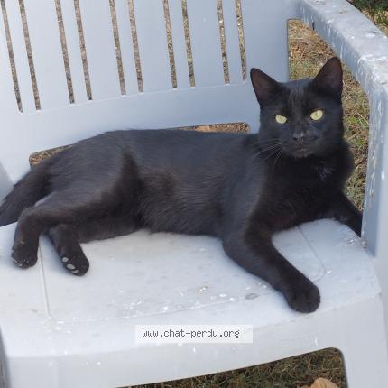 Foto 1/1 Gato encontrado Perdido en Saint amand montrond