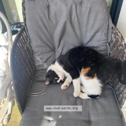 Foto 1/1 Gato encontrado Encontrado en Montmorency