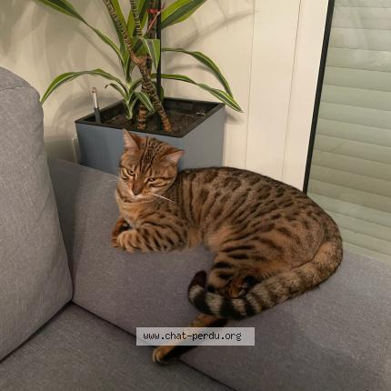 Foto 1/1 RUIXAT Chat perdido en Salses le chateau