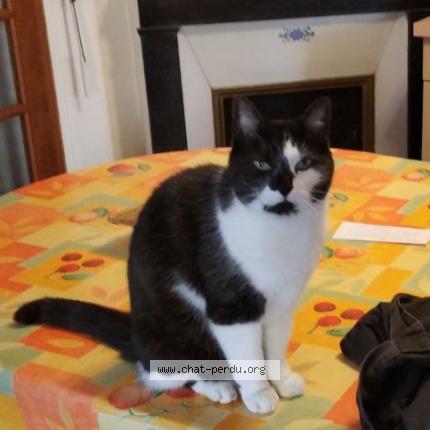 Foto 1/1 Tweety Chat perdido en Saint maur des fosses