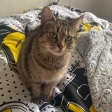 Foto del gato perdido en Villeparisis