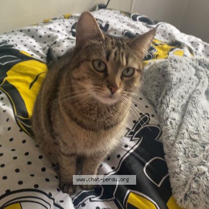 Foto 1/1 Gato encontrado Perdido en Villeparisis