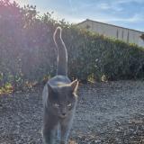 Foto del gato perdido en Le Muy