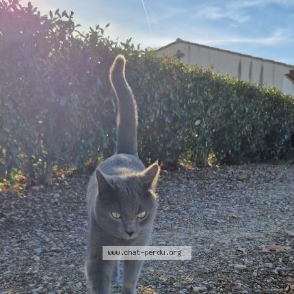 Foto 1/1 Silver Chat perdido en Le muy