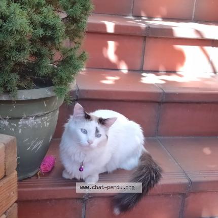 Foto 1/1 PAQUERETTE Chat perdido en Toulouse