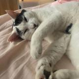 Foto del gato perdido en Saint Bonnet De Chavagne