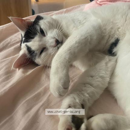 Foto 1/1 Spirit Chat perdido en Saint bonnet de chavagne