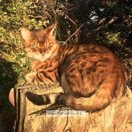 Foto 1/1 KARMA Chat perdido en Jouques