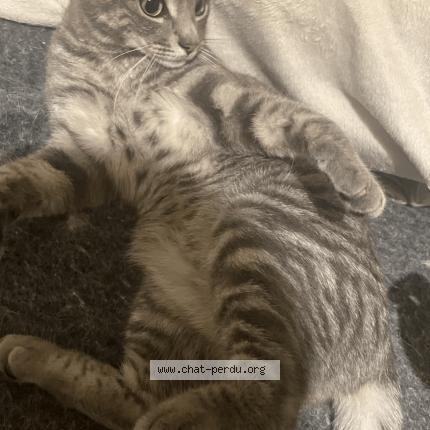 Foto 1/2 Silver Chat perdido en Bayonne