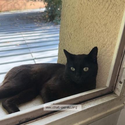 Foto 1/1 Stéphane BOUET Chat perdido en Corbeil essonnes