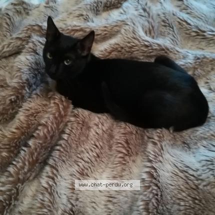 Foto 1/1 Noirot Chat perdido en Salies de bearn