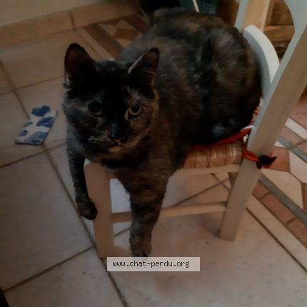 Foto 1/1 - Chat perdido en Lavernat