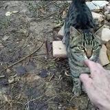 Foto del gato perdido en Pignans
