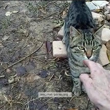 Foto 1/1 Oudini Chat perdido en Pignans