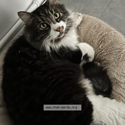 Foto 1/1 Oreo Chat perdido en Nice