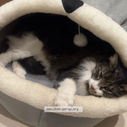 Foto 1/1 Oreo Chat perdido en Nice