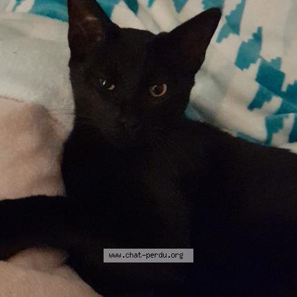 Foto 1/1 Thalès Chat perdido en Rioux le gue d allere
