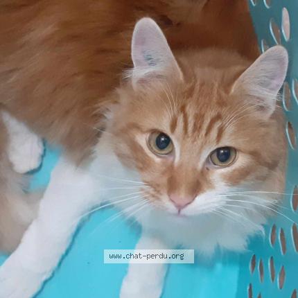 Foto 1/1 Pitouch Chat perdido en Saint genis des fontaines