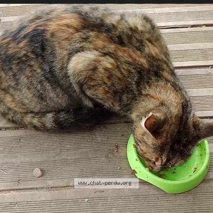 Foto 1/1 Pitchounette Chat perdido en Pignans