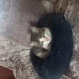 Foto del gato perdido en Maubeuge