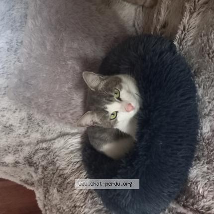 Foto 1/1 Martine Bandet Chat perdido en Maubeuge