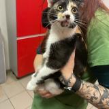 Foto de gato encontrado en Colomiers