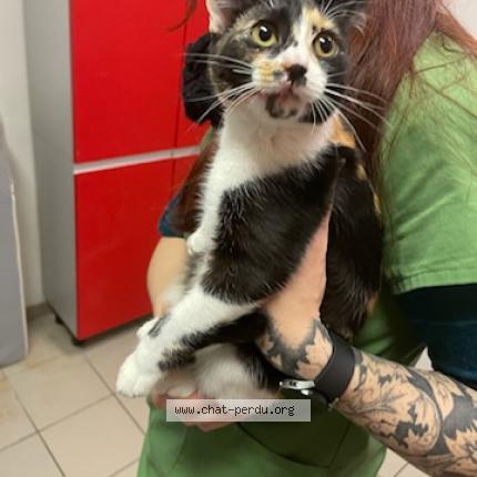 Foto 1/1 Gato encontrado Encontrado en Colomiers