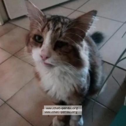 Foto 1/1 Piko Chat perdido en Marseille