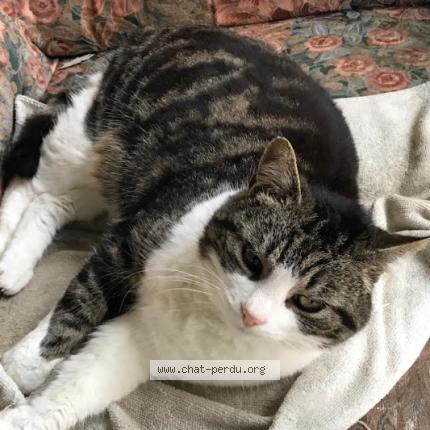 Foto 1/1 Chouquette Chat perdido en Monts
