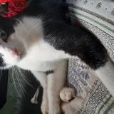 Foto del gato perdido en Ayat Sur Sioule